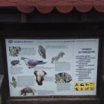 rare-animals-Sveti-Vlas-1.jpeg