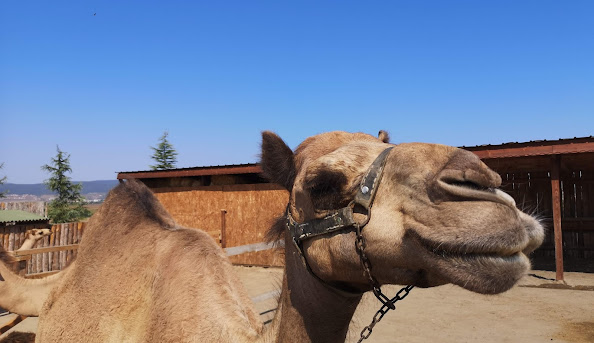 camel-park-sunnybeach-ravda-2