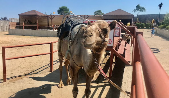 camel-park-sunnybeach-ravda-3