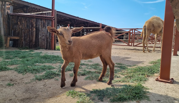 camel-park-sunnybeach-ravda-5